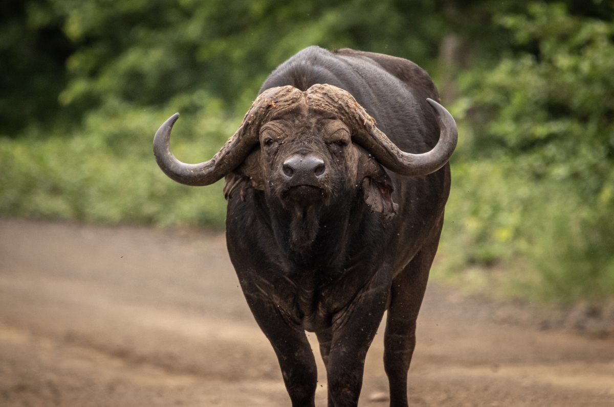 Buffalo in Kruger National Park