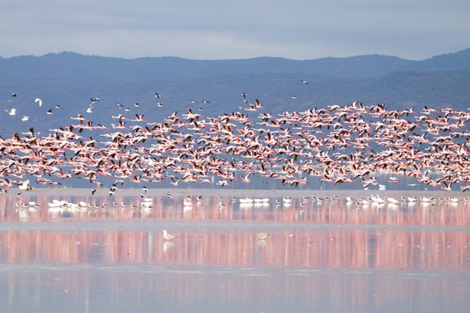 Flamingos fliegen über den Lake Manyara - eine tolle Reisezeit für Tansania