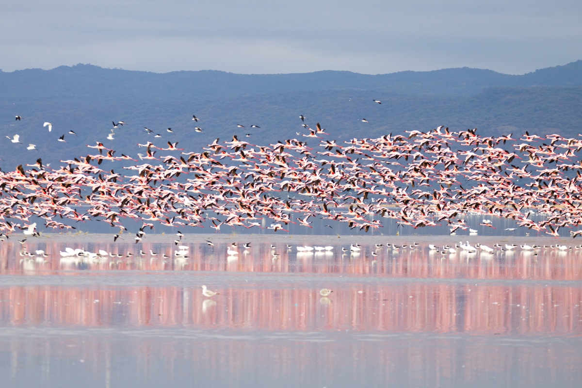 Flamingos flying over Lake Manyara