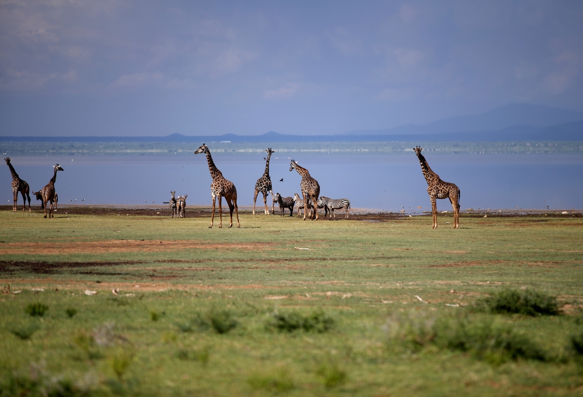 Giraffe and zebra along the lake's shores