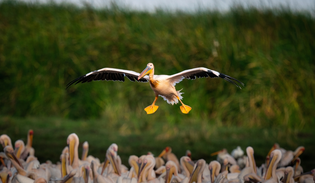 Great white pelican in flight landing on Lake Manyara