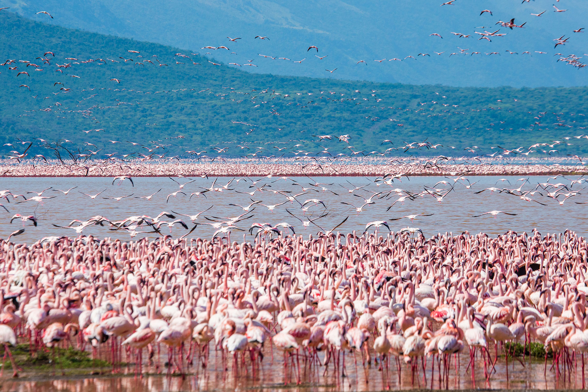 Hundreds of thousands of flamingos on the lake