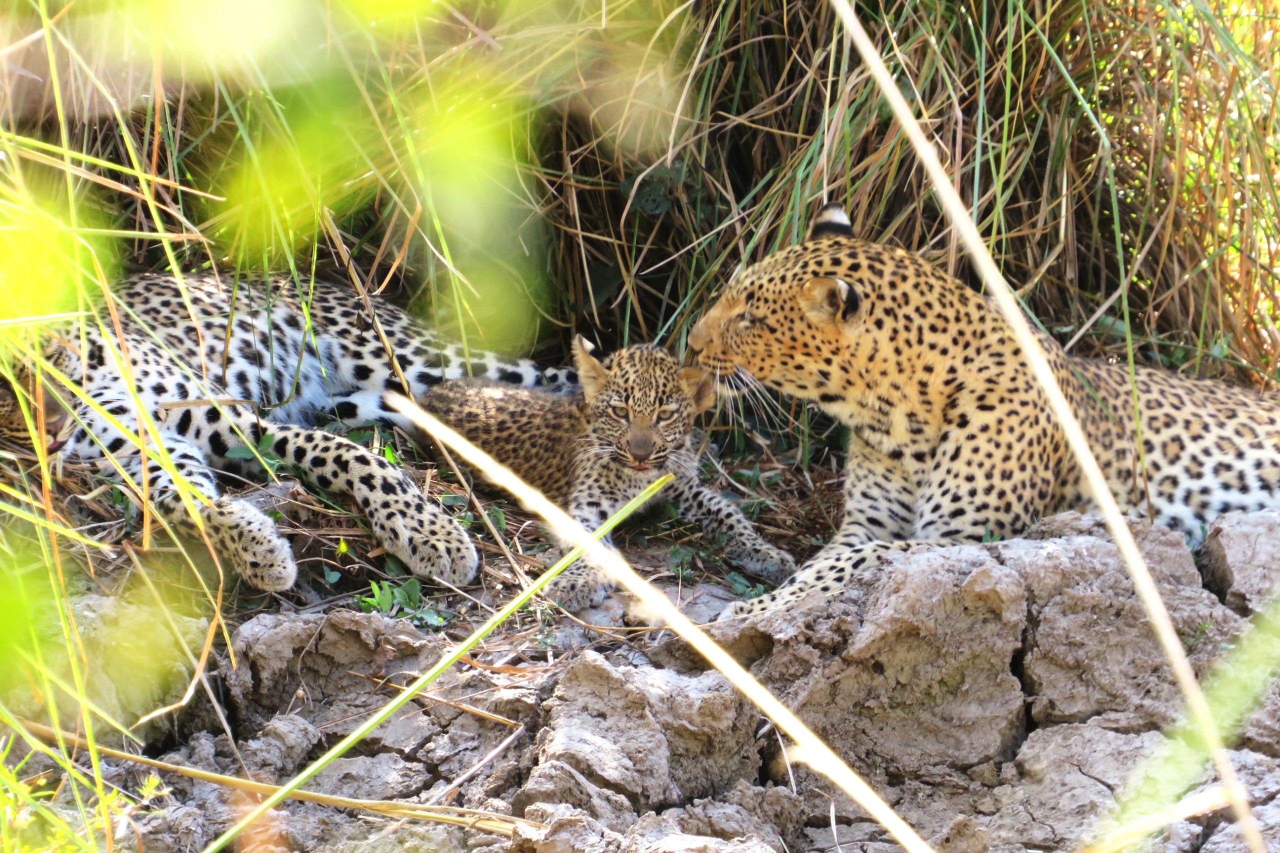 Mother leopard with her young cub and juvenal