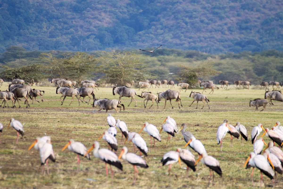 Wildebeest herd with birds in foreground