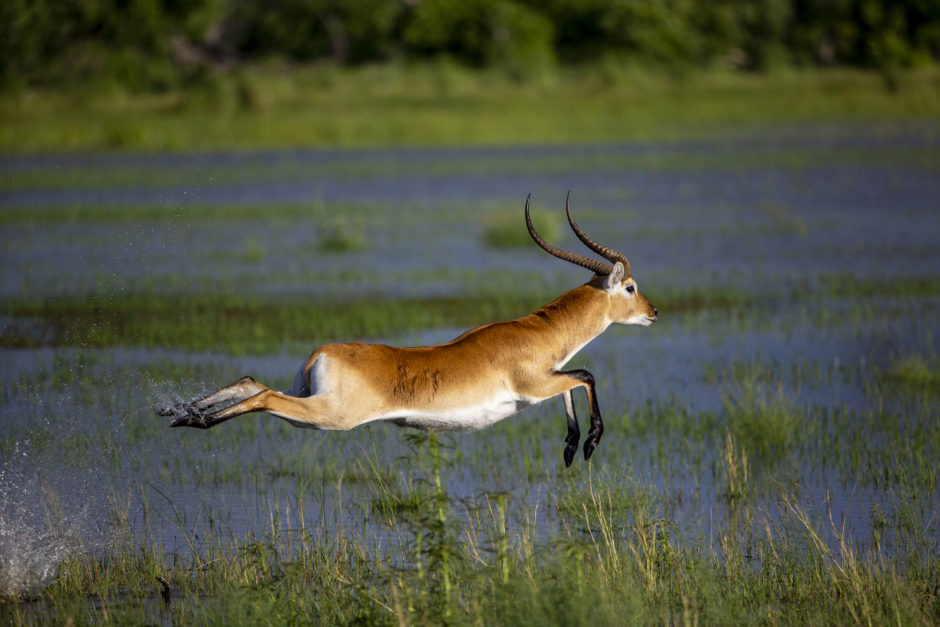 A red lechwe mid-jump in the Okavango Delta