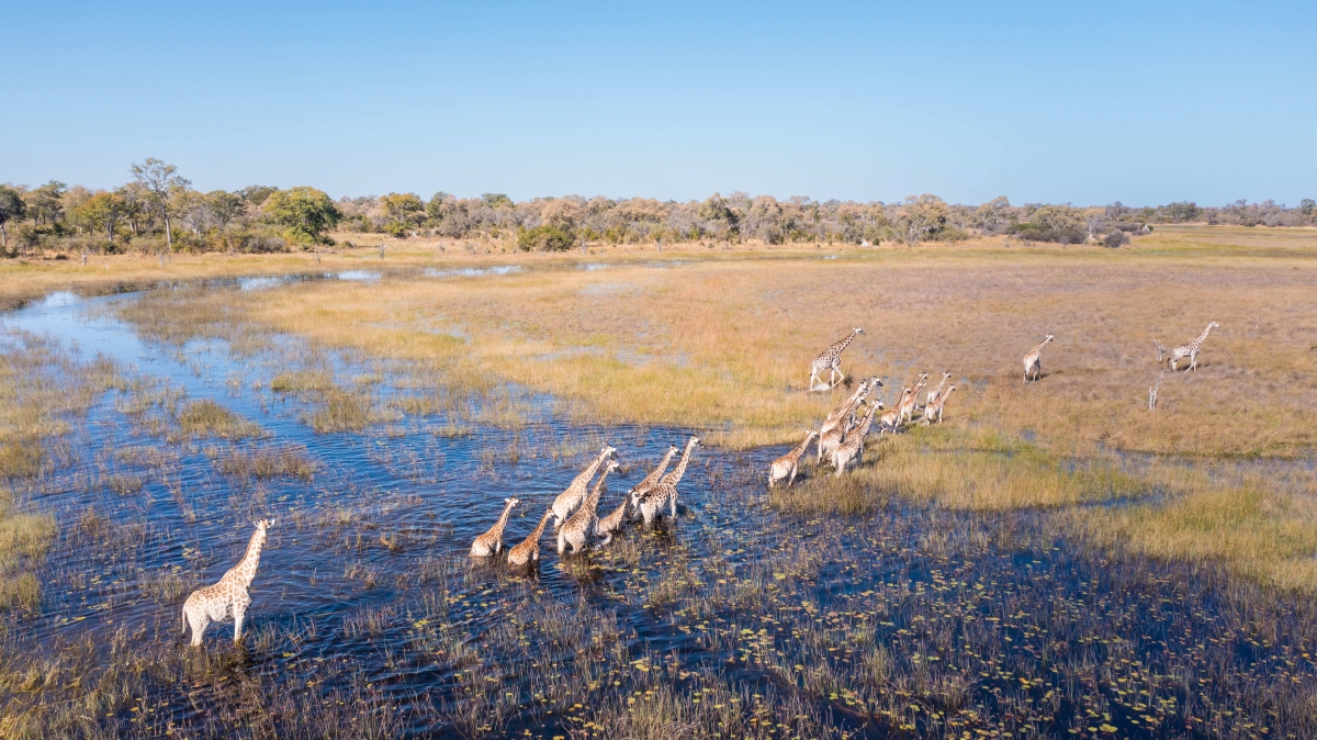 Giraffes crossing the waterways