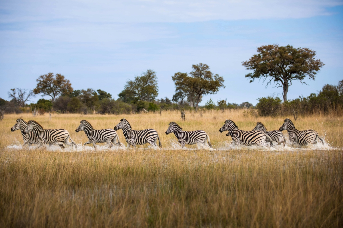 Zebras traversing shallow waterways