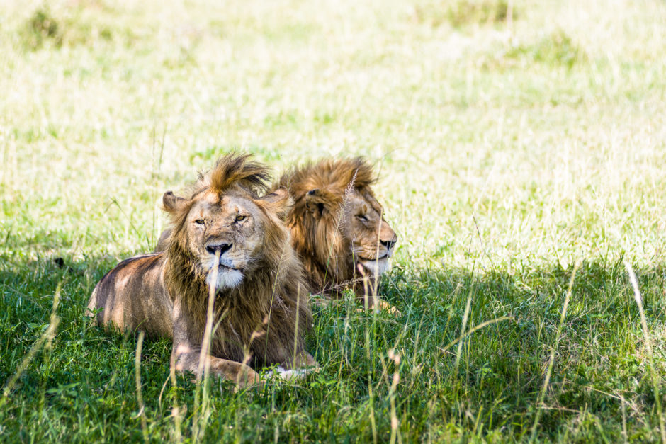 Two male lions lying in the long grass in the Serengeti