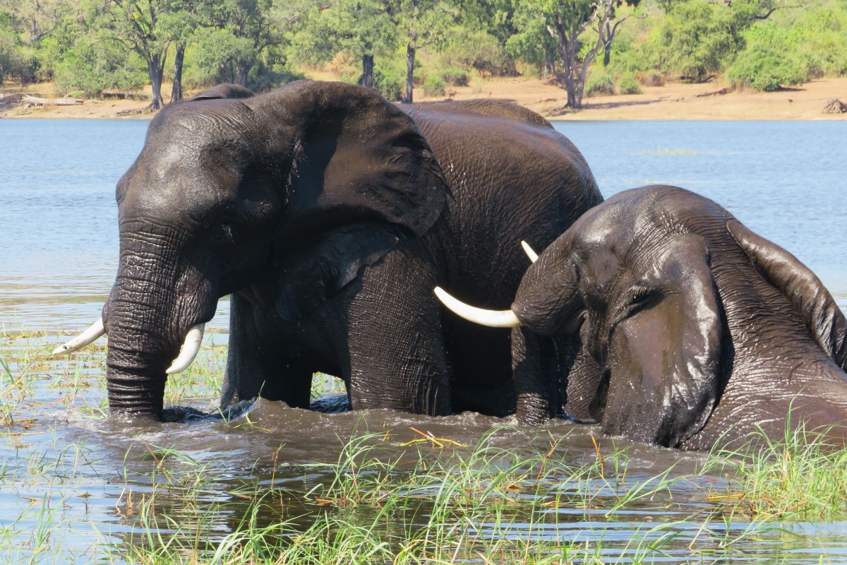 Two elephants in the river