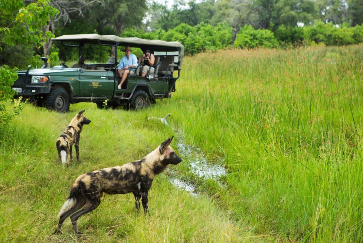 African Wild Dog sighting while on a game drive