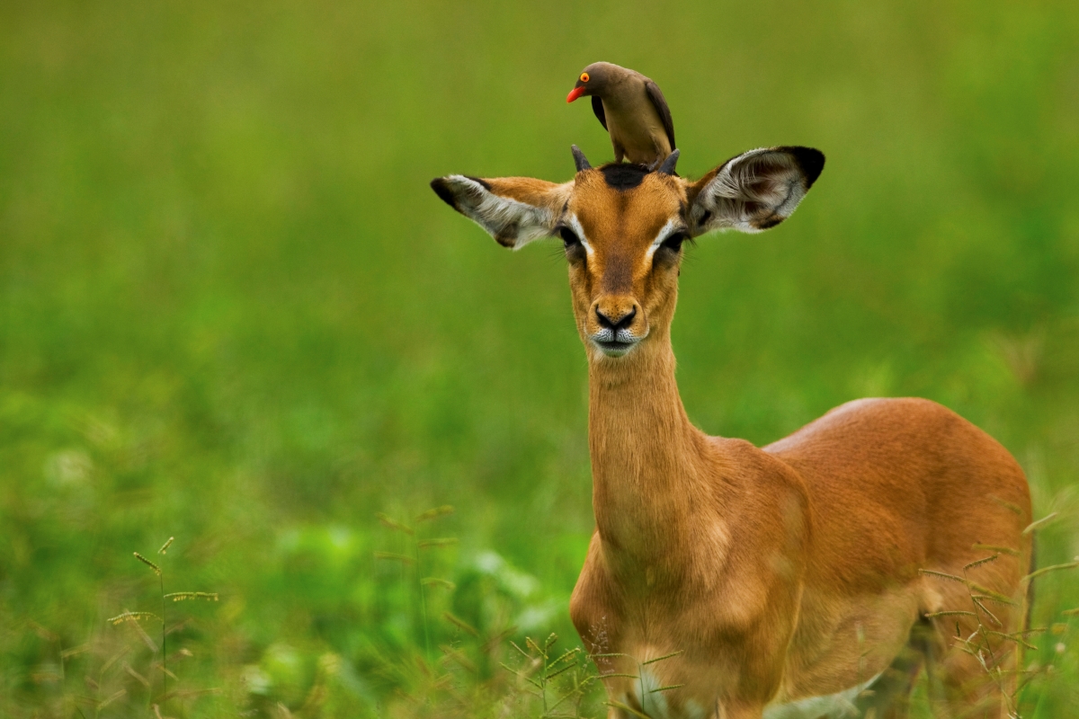 Wildlife in Selinda Game Reserve