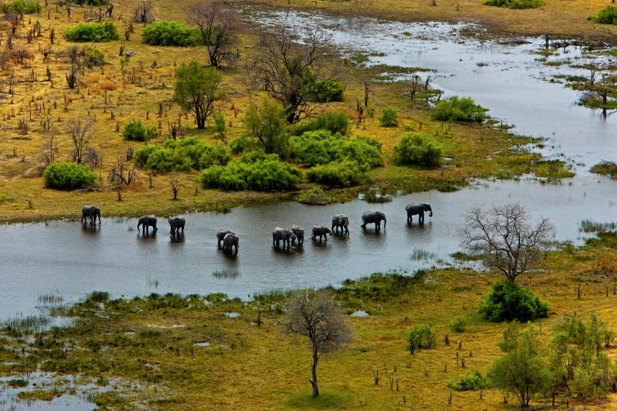 Elephants crossing the waterways in Selinda Game Reserve