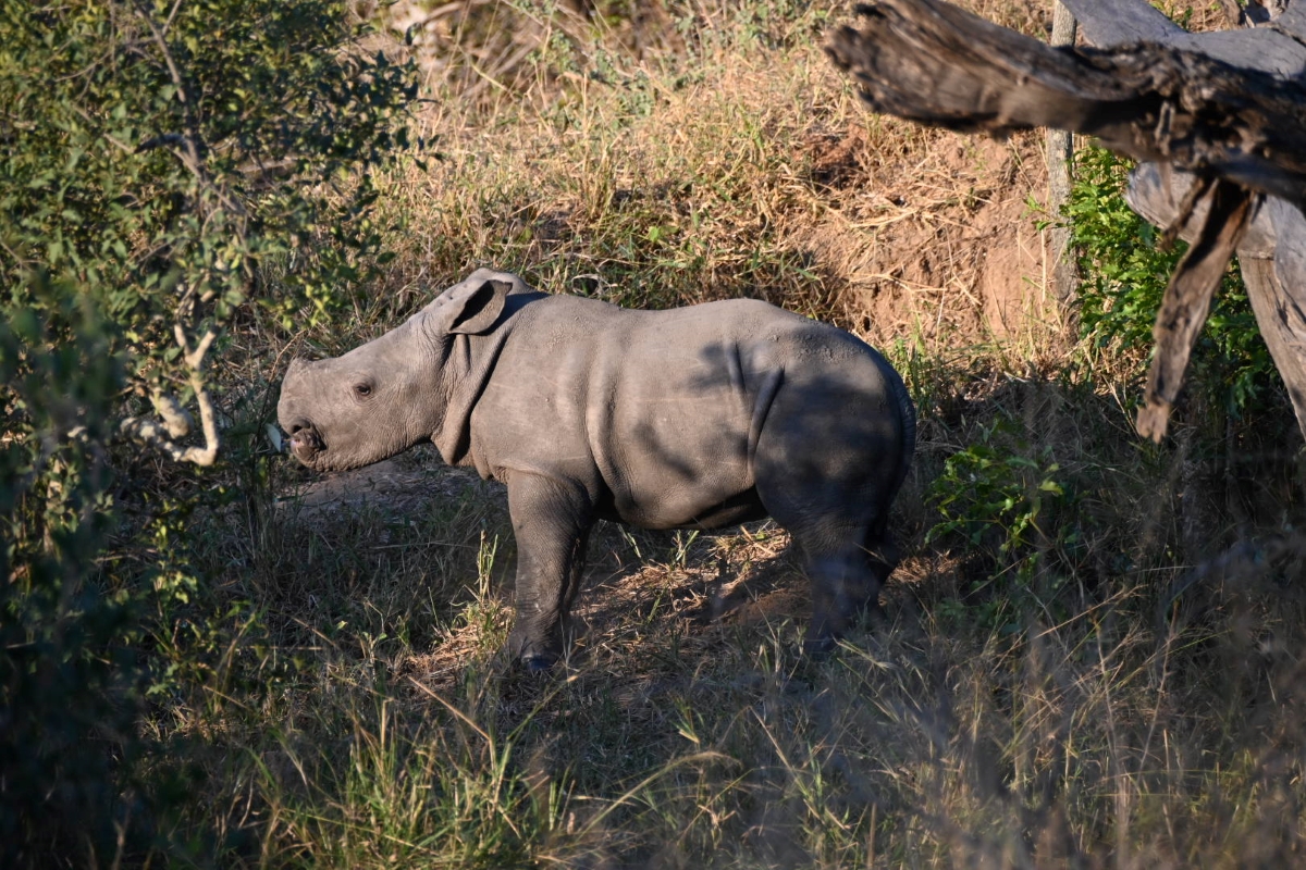 Rhino calf in the wild