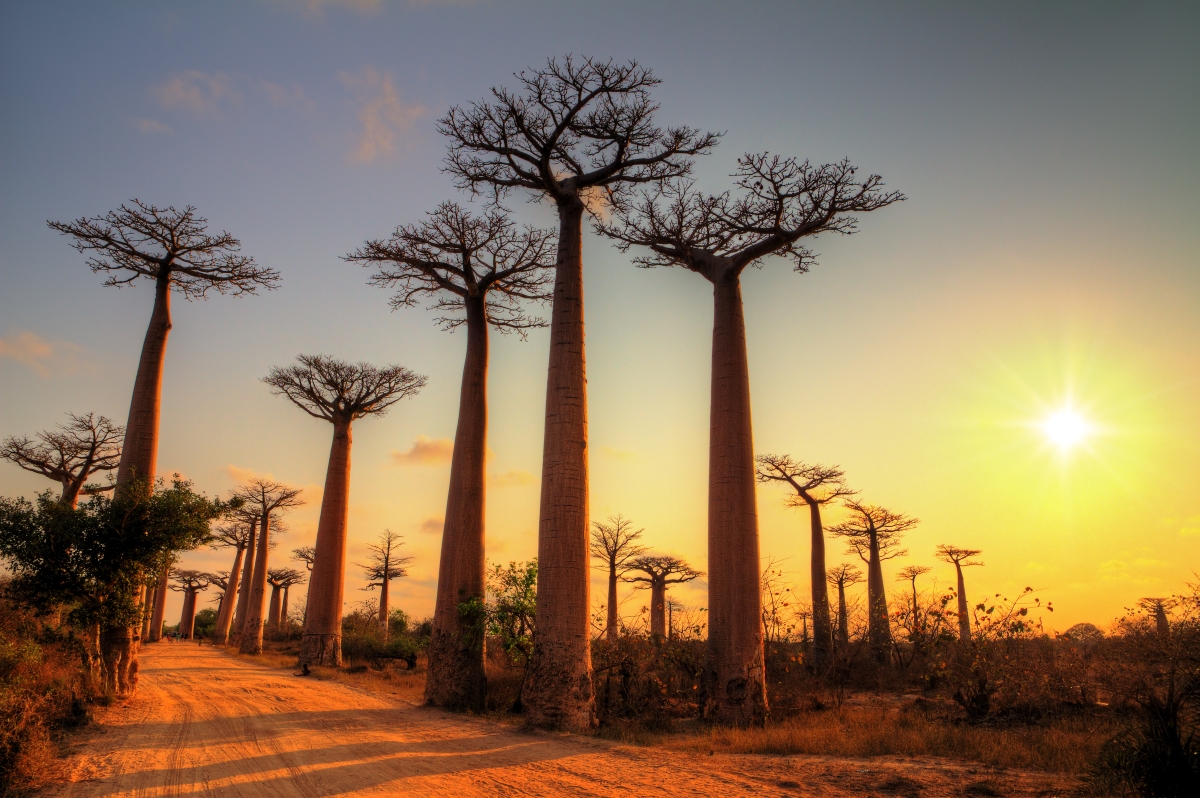 Beautiful baobab trees at sunset at the avenue of the baobabs in Madagascar