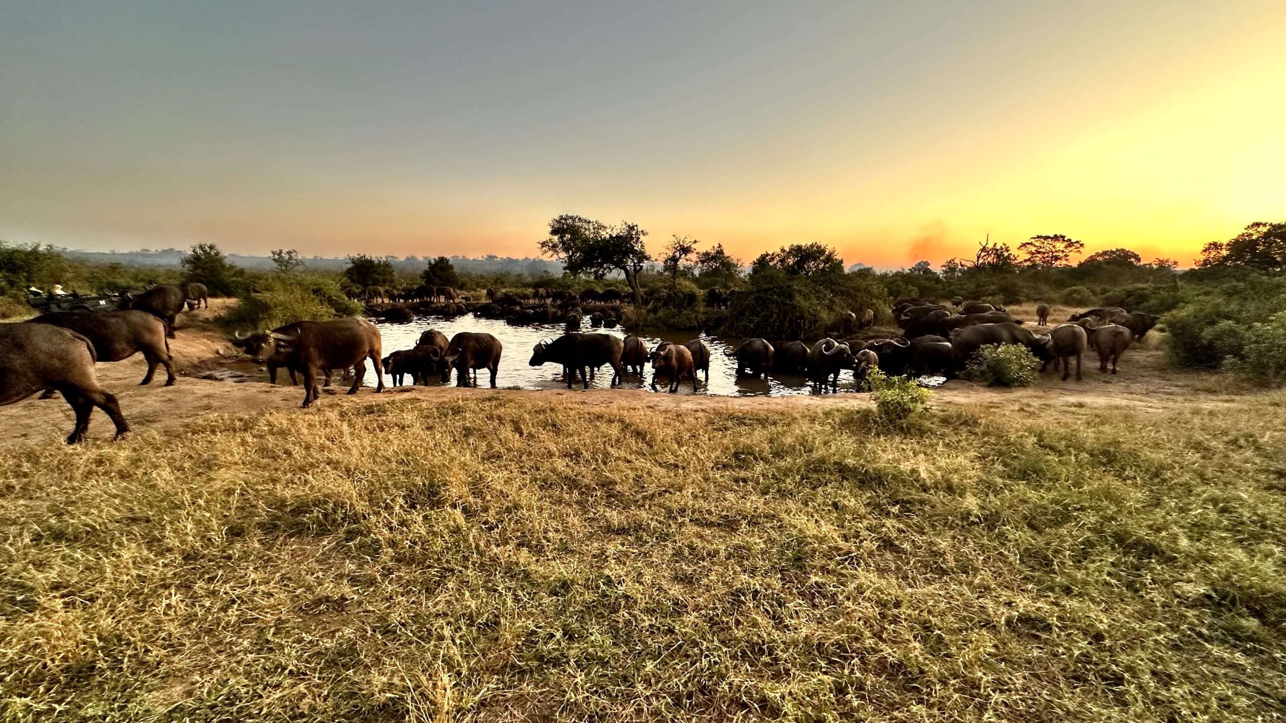 Buffalo at a waterhole in the glowing rays of sunset