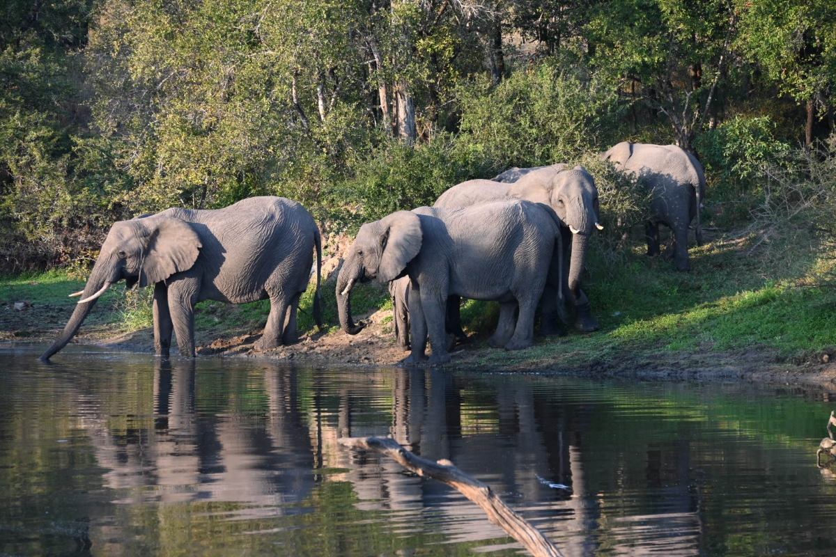 Elephants by a water source 