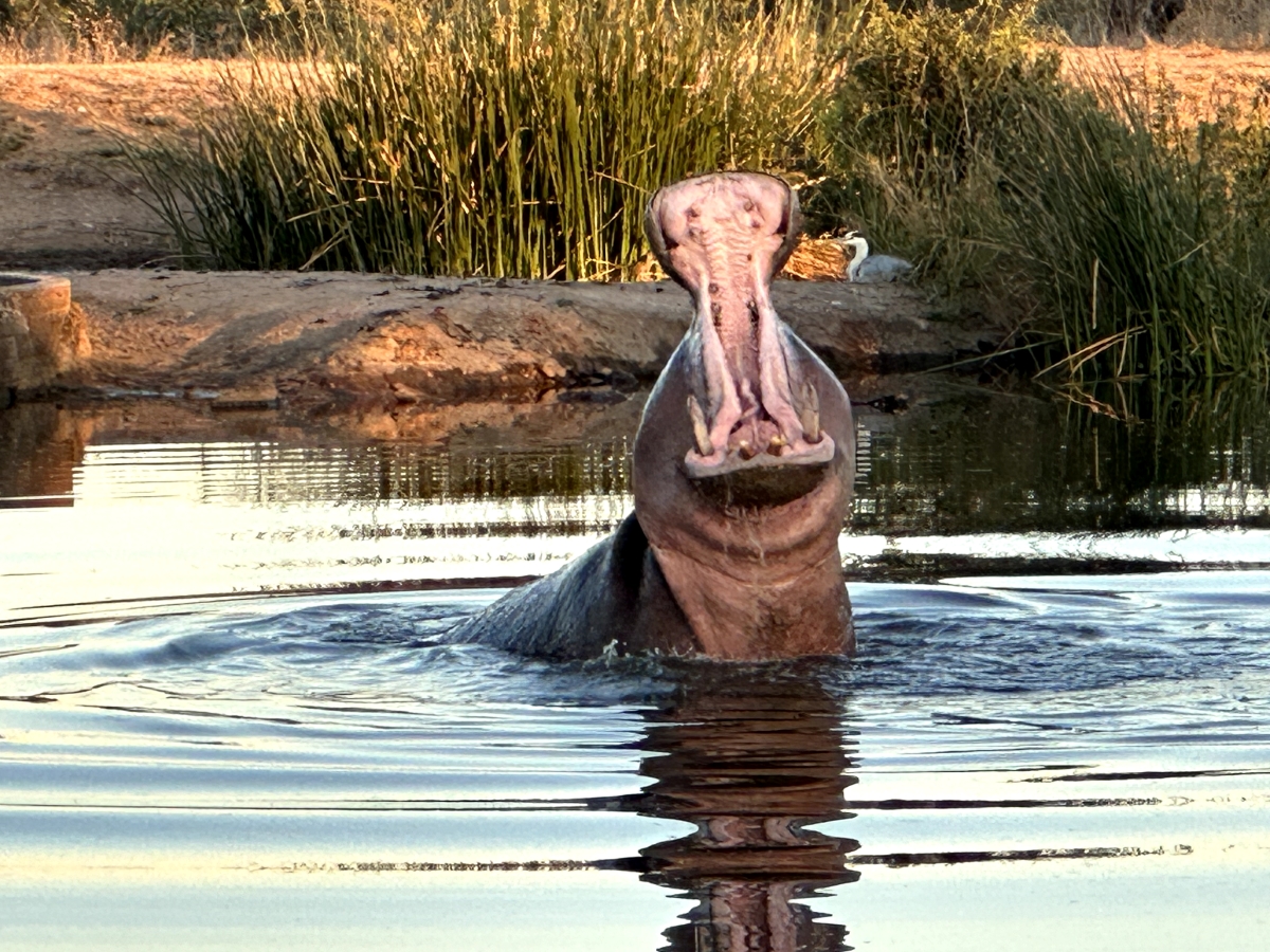 Hippo yawning in water