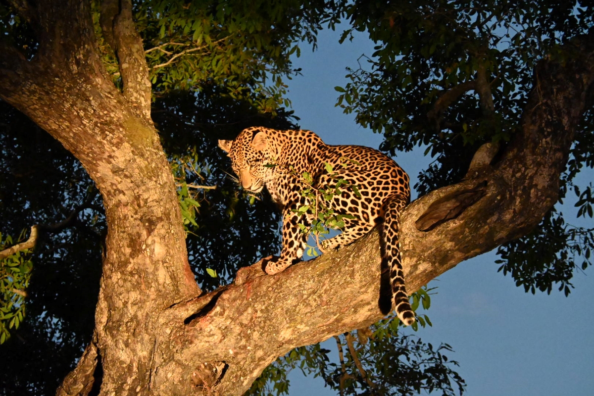 Leopard in a tree at dusk