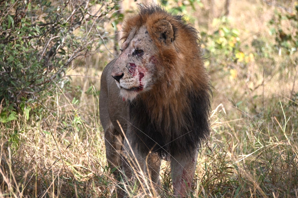 Lion with injuries to his face