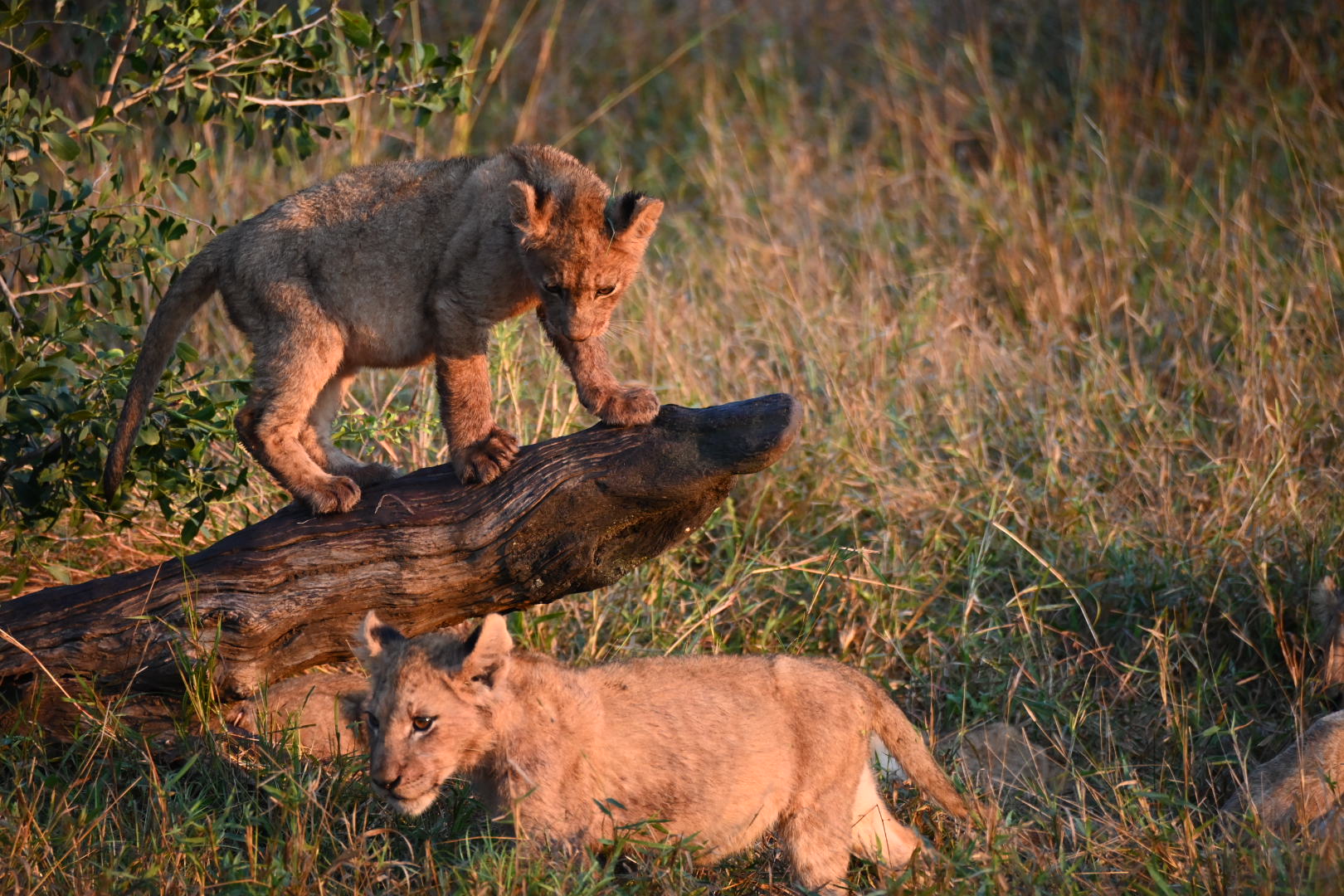 Lion cubs playing