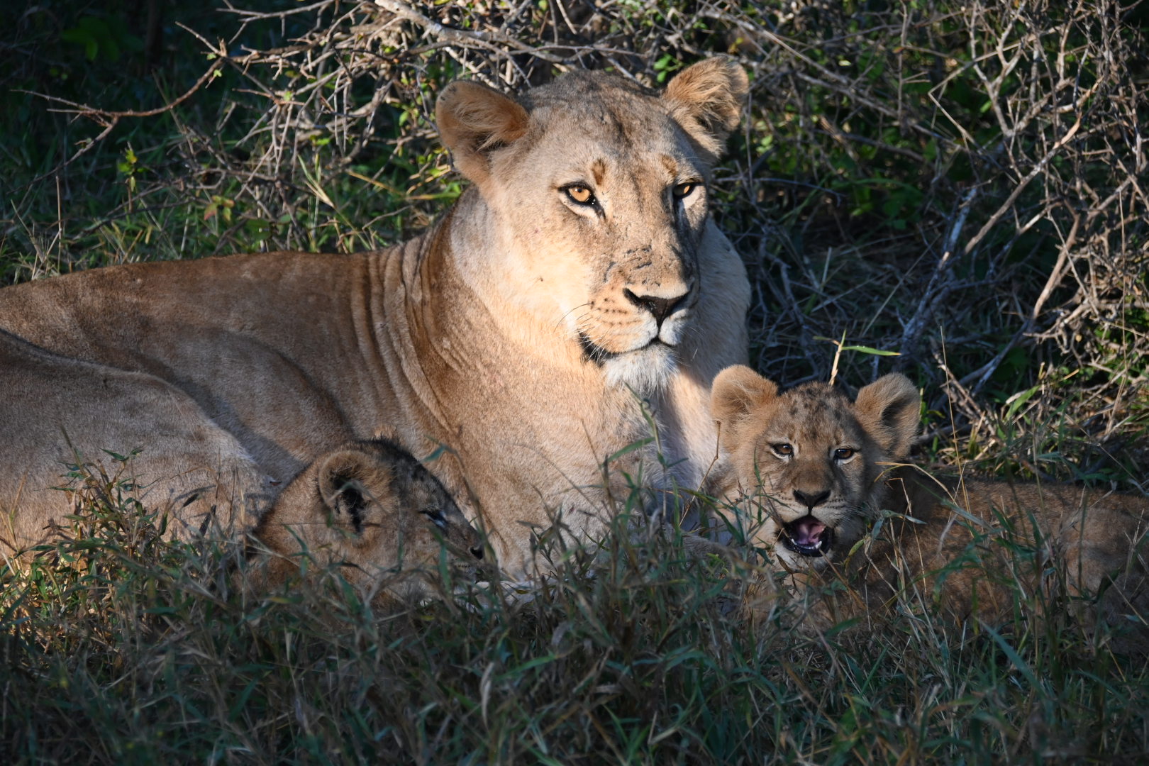 Lioness with two small cubs