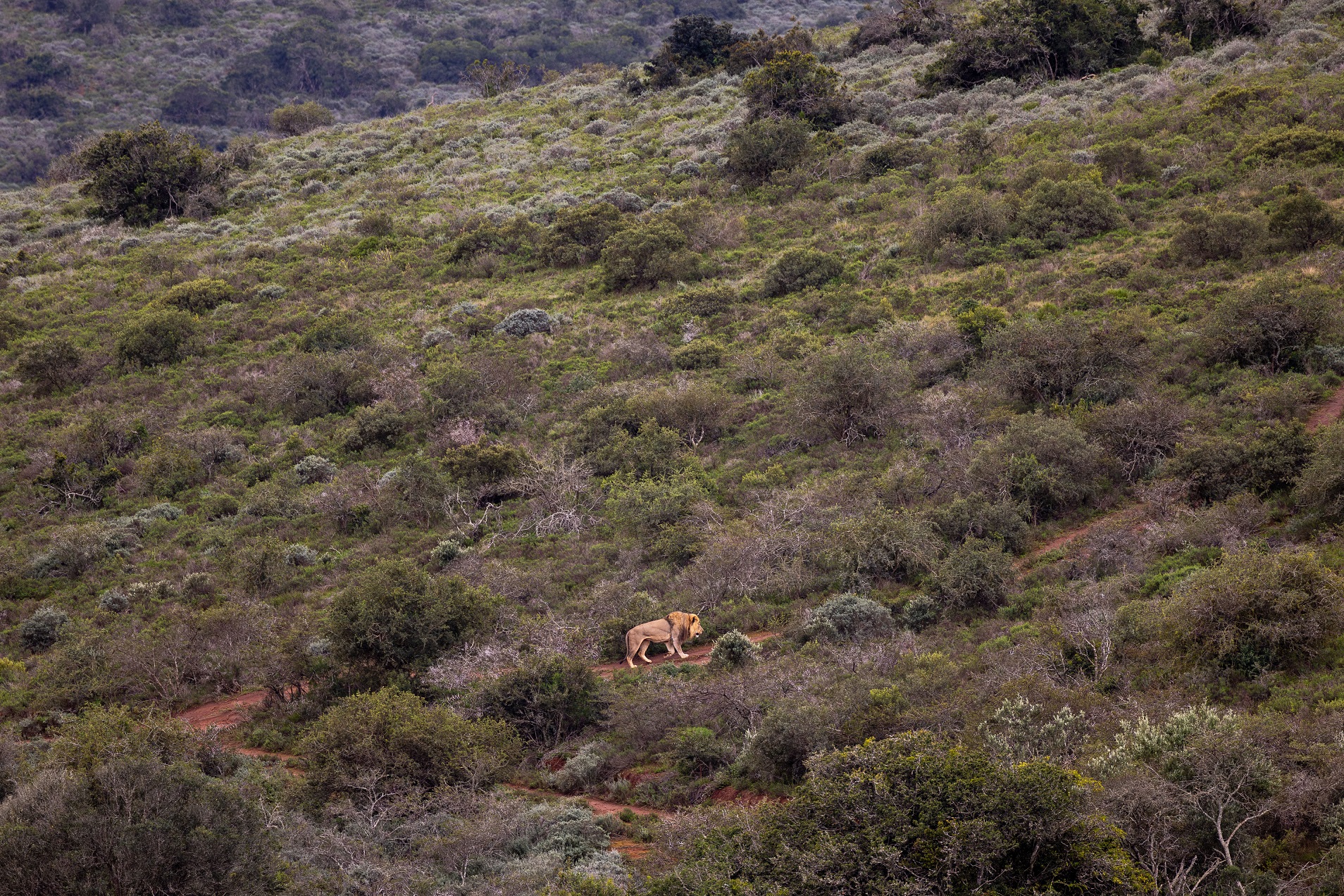 Lion walking up a hill at Amakhala Private Game Reserve