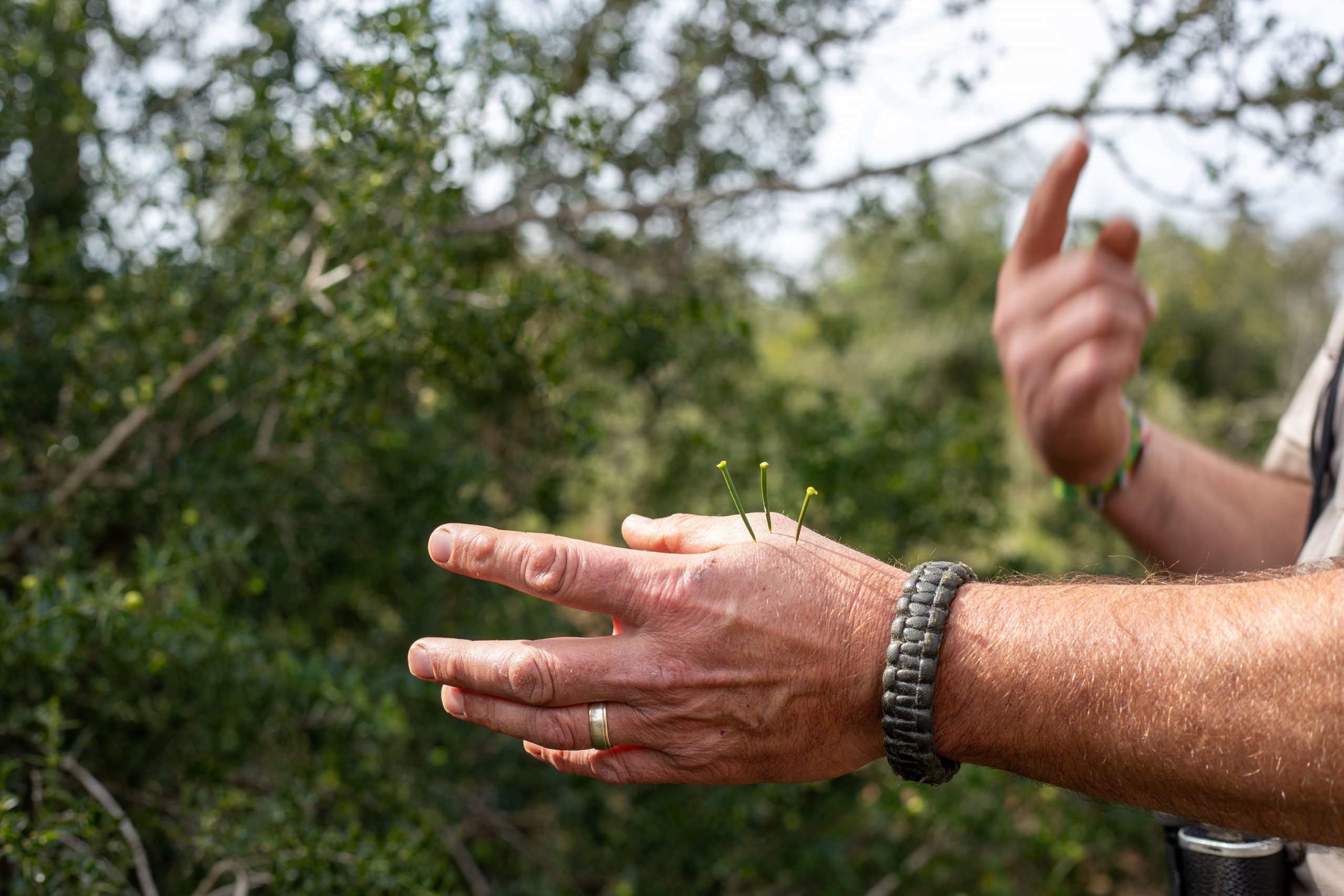 Healing plant on bush walk at Amakhala Private Game Reserve, Eastern Cape, South Africa