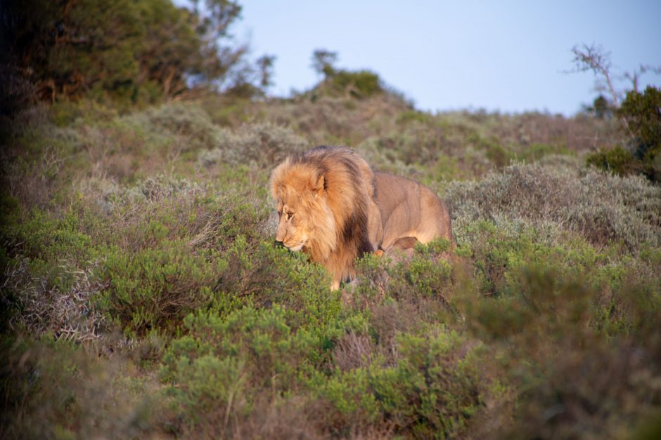 Männlicher Löwe im Amakhala Private Game Reserve