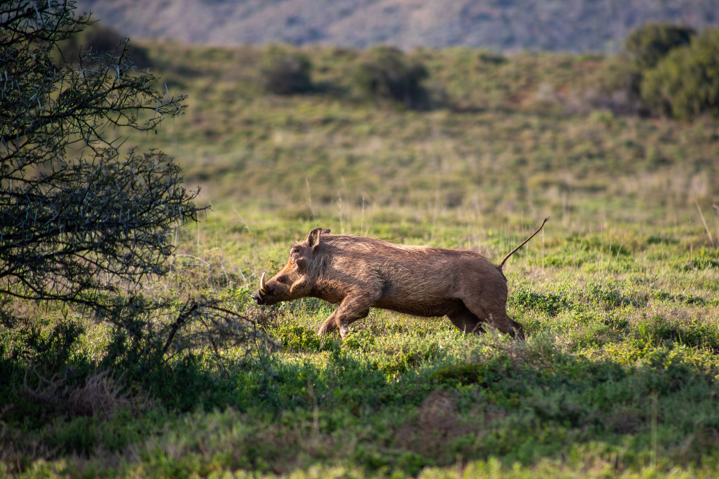 Warthog in Amakhala Private Game Reserve