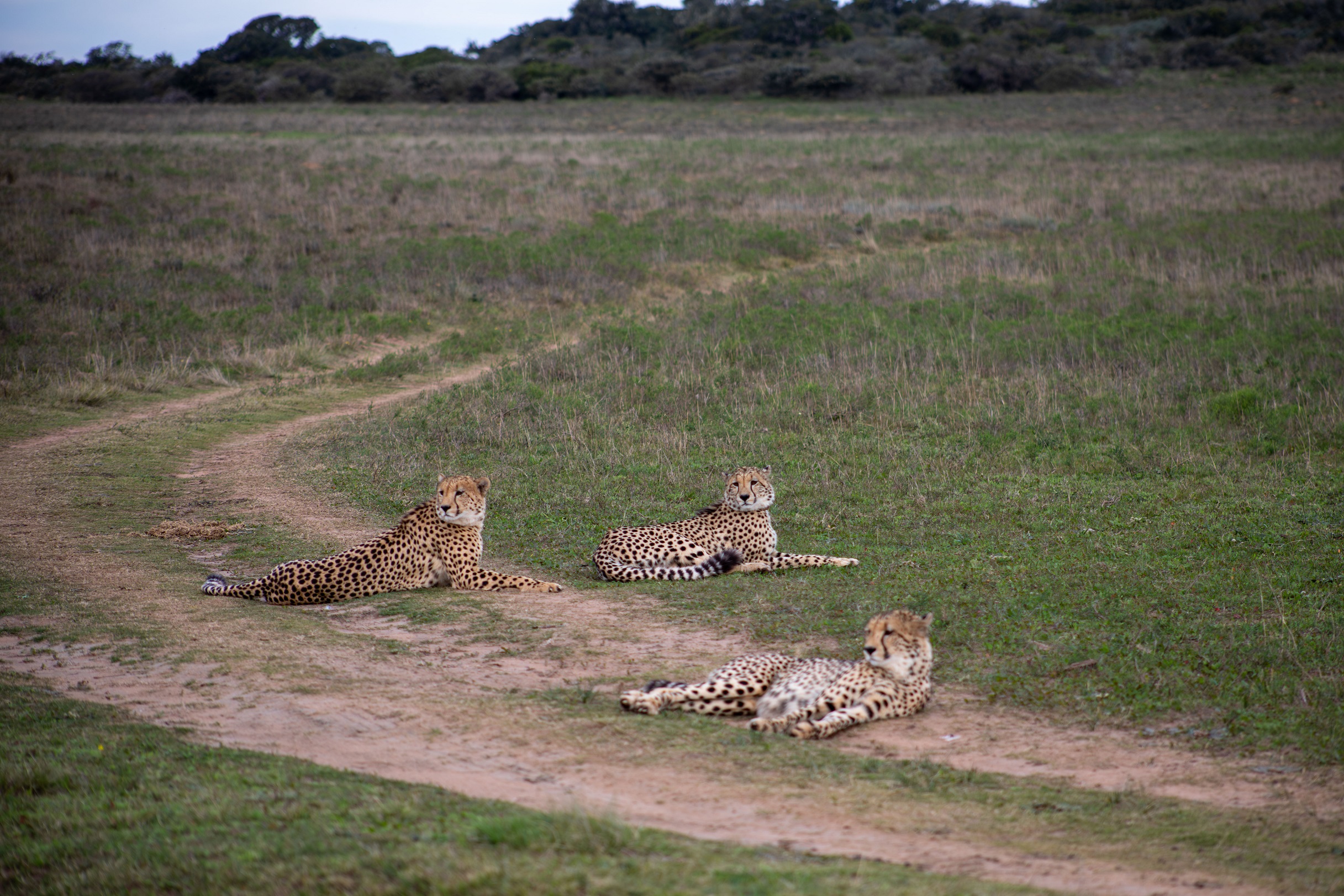 Cheetahs lying down at Amakhala Private Game Reserve