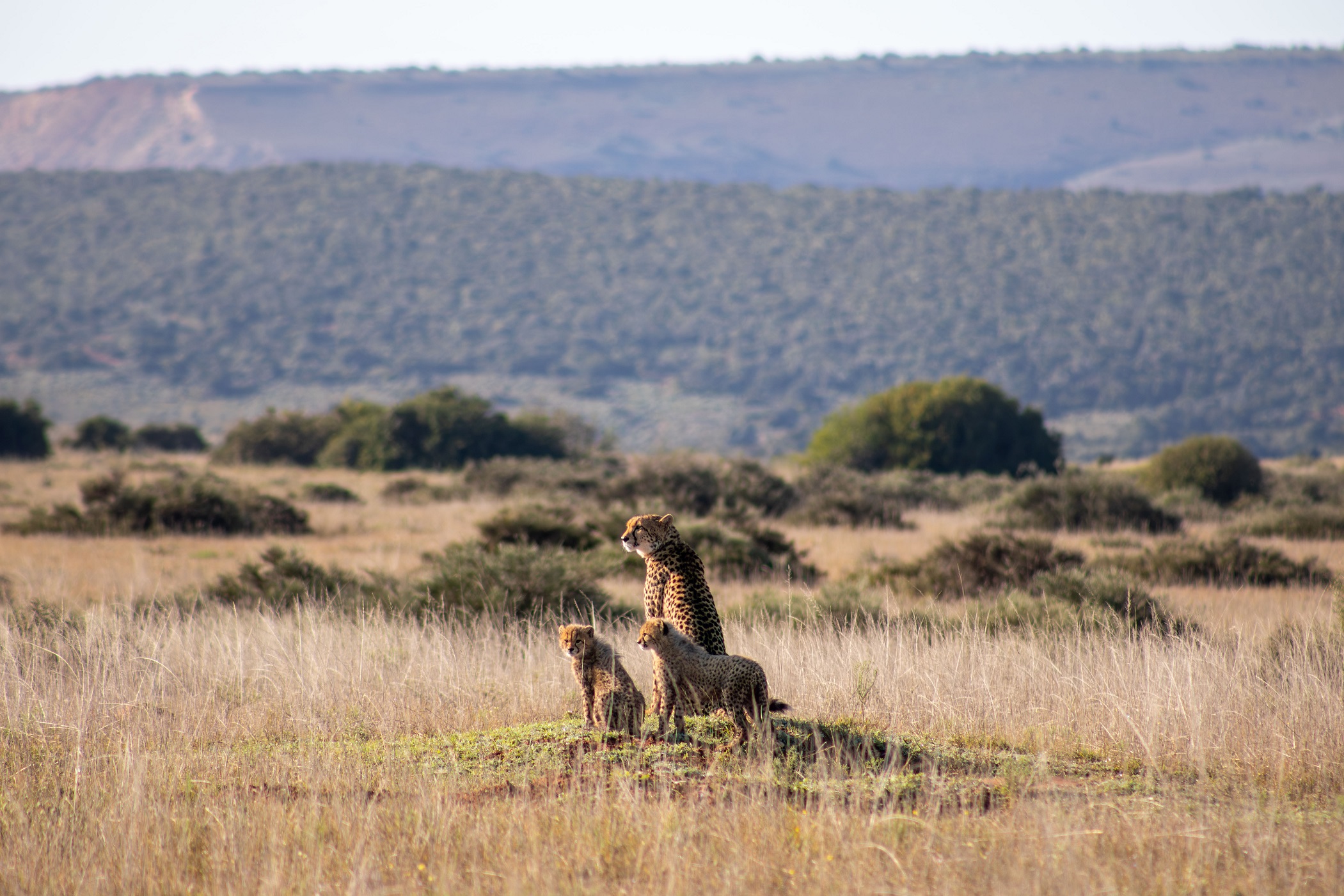 Cheetah mom and cubs at Amakhala Private Game Reserve