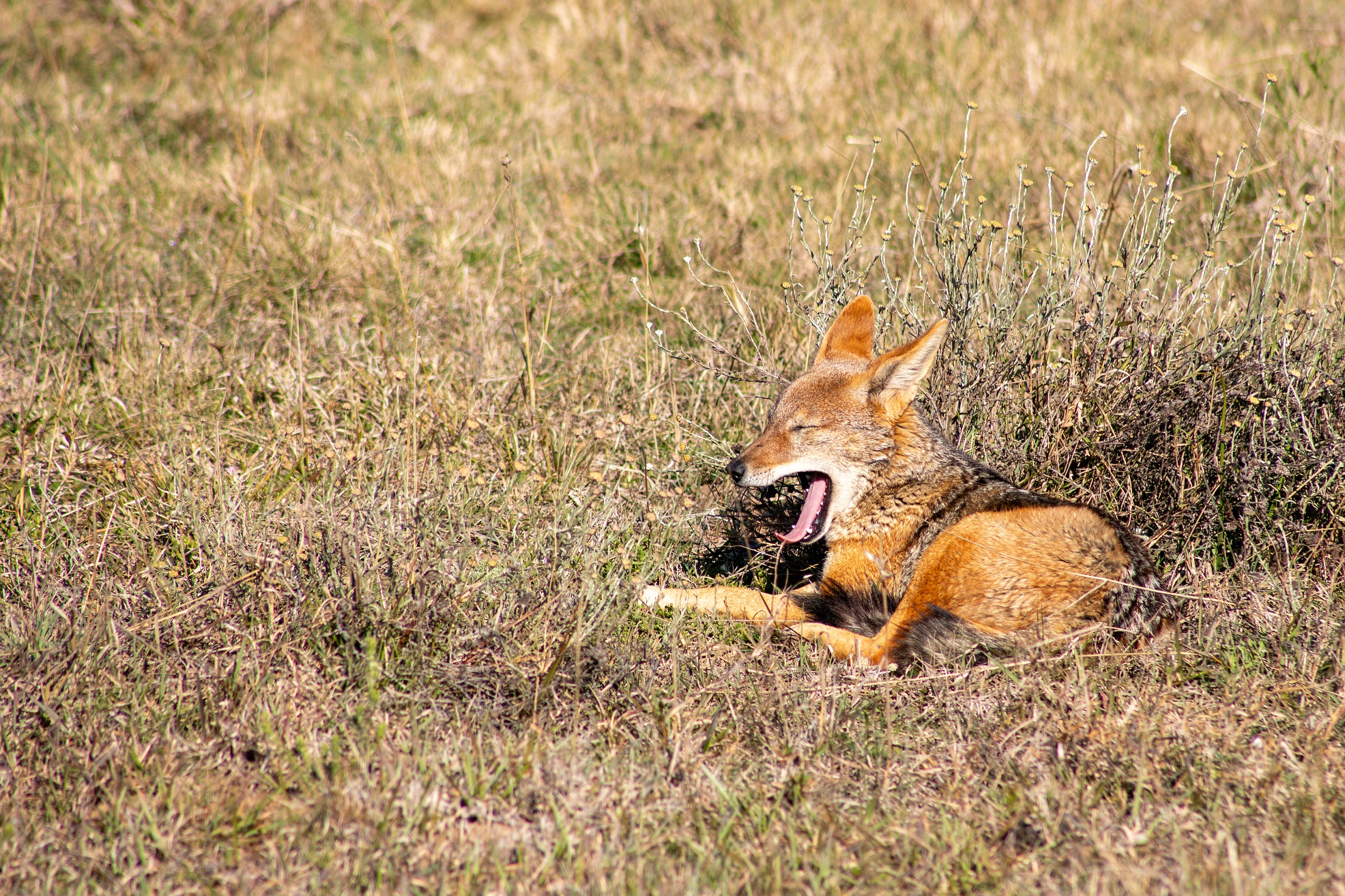 Jackal yawning on safari at Amakhala Private Game Reserve