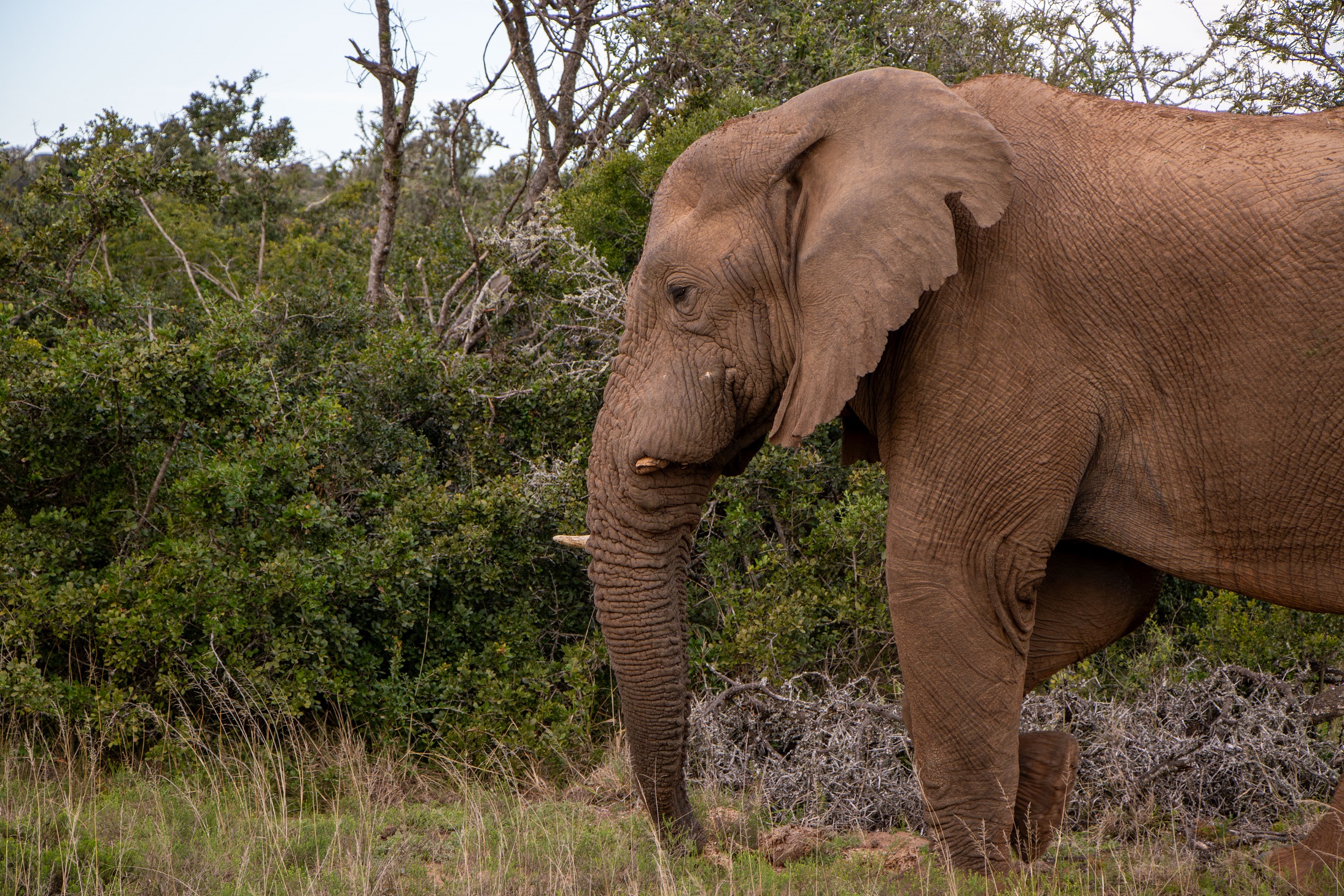 Elephant on Big 5 safari at Amakhala Private Game Reserve in Eastern Cape, South Africa