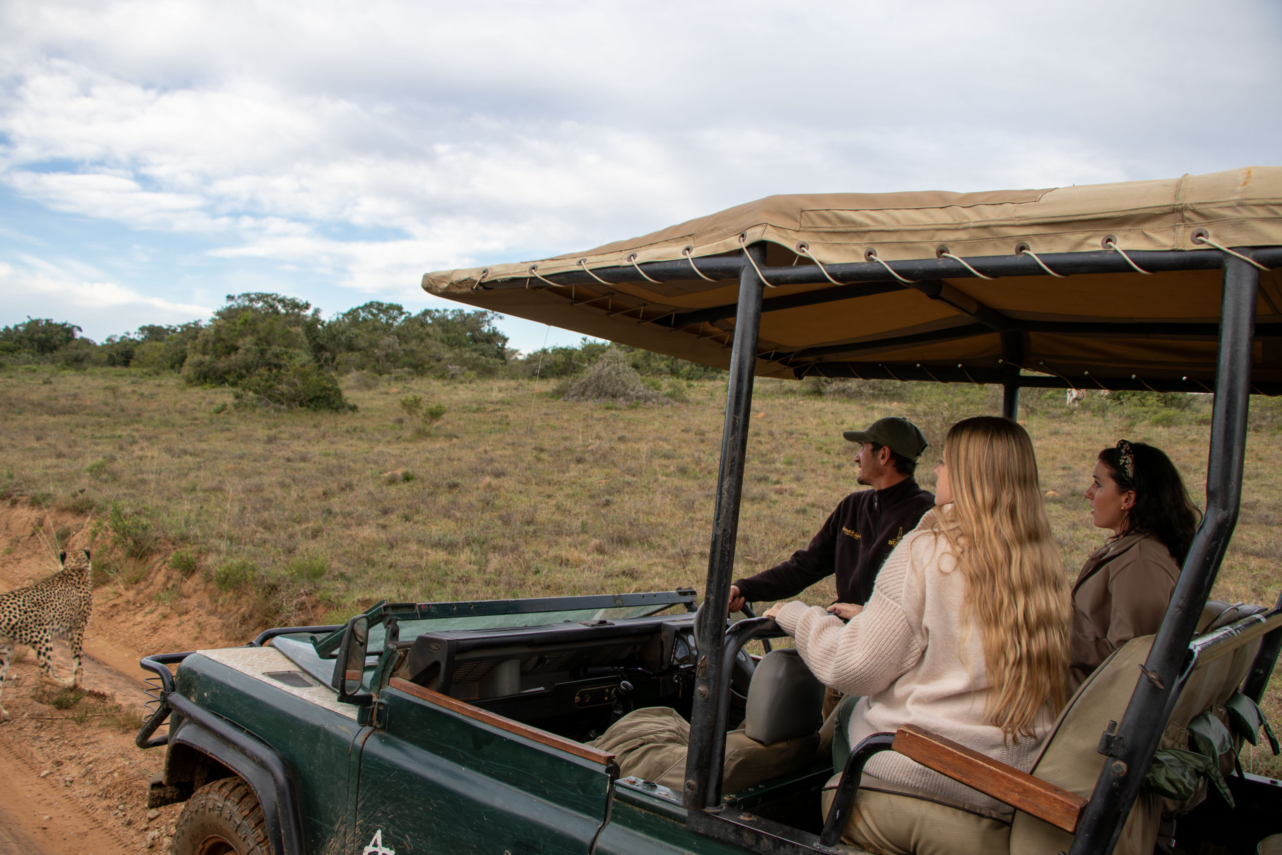 Cheetah hunting in front of game drive vehicle at Kwandwe Private Game Reserve