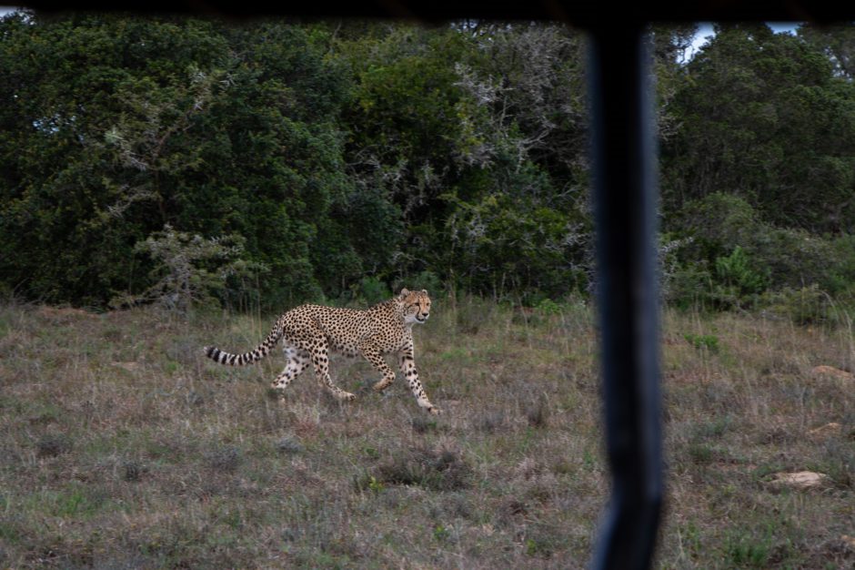 Gepard auf der Jagd im Amakhala Game Reserve