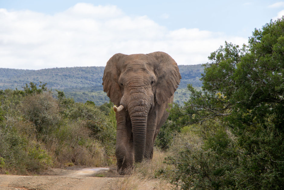 Elefantenbulle im Kwandwe Private Game Reserve