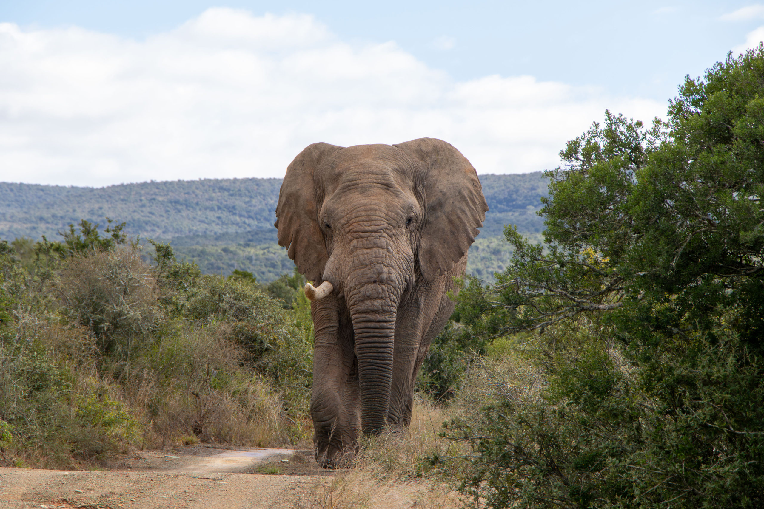 Close up encounter with elephant at Kwandwe Private Game Reserve