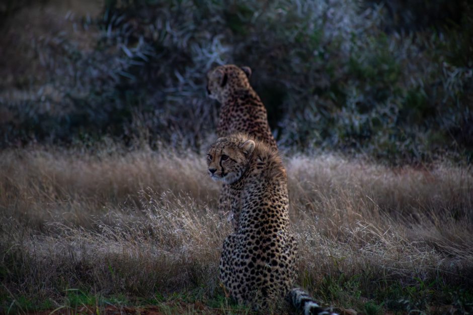 Geparden in der Dämmerung im Kwandwe Private Game Reserve