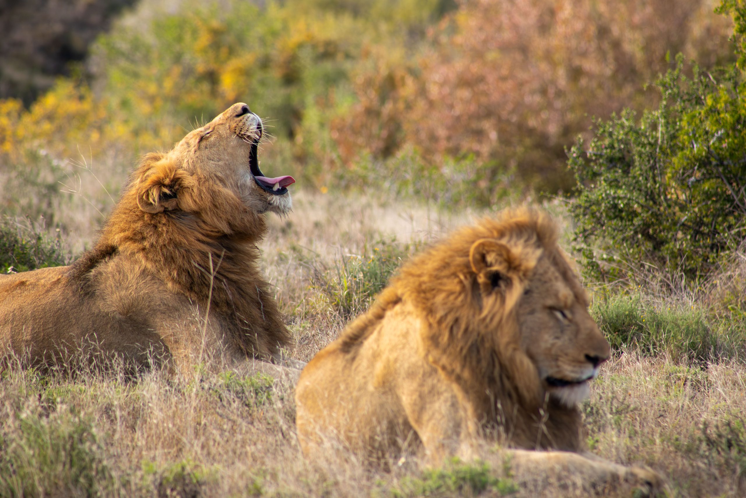 Two male lions at Kwandwe Private Game Reserve