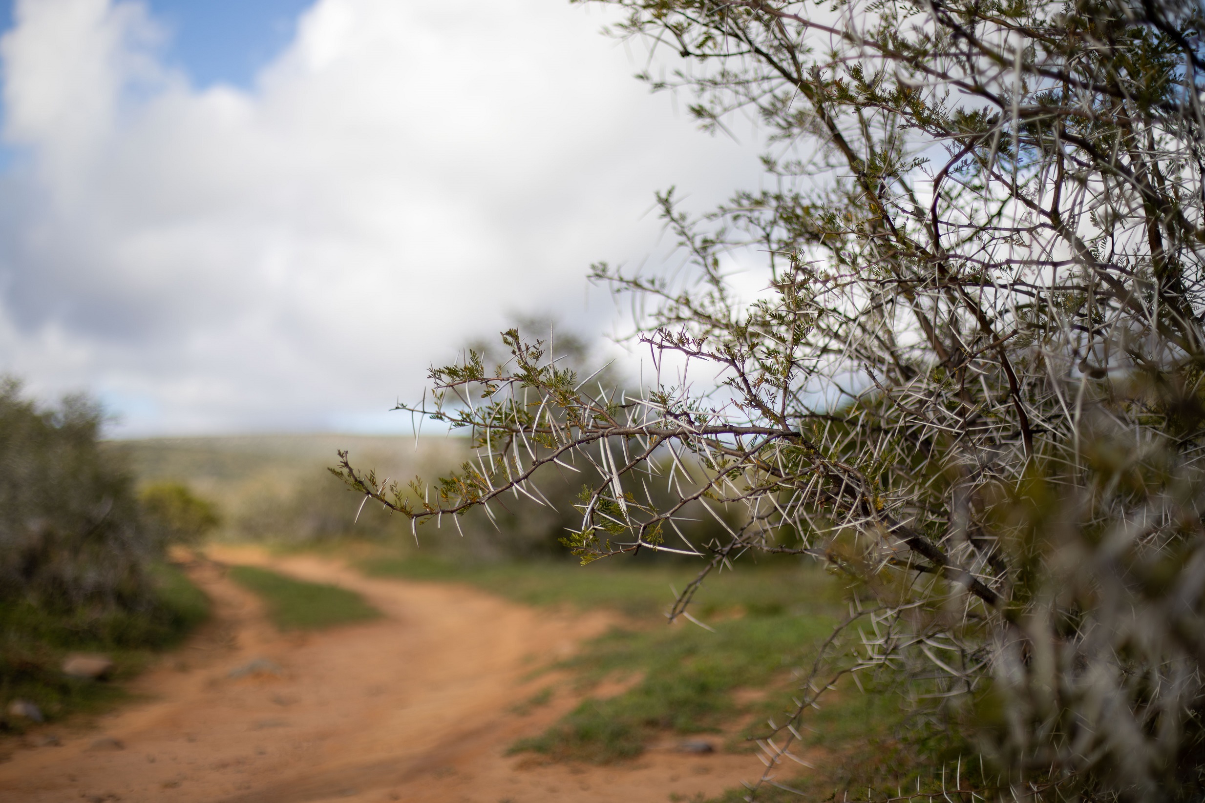 Thorn tree at Kwandwe Private Game Reserve