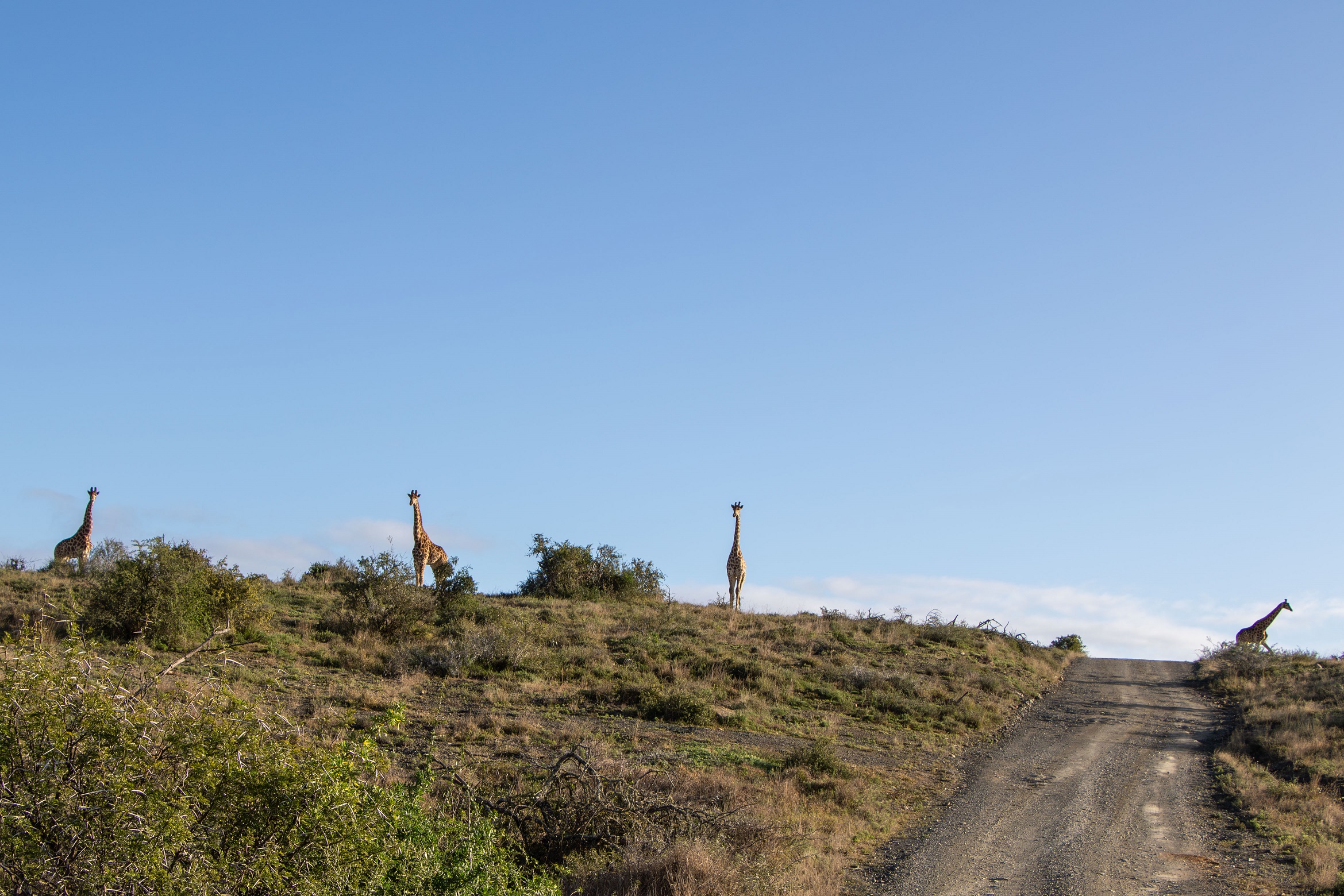 Tower of giraffes spotted at Kwandwe Private Game Reserve