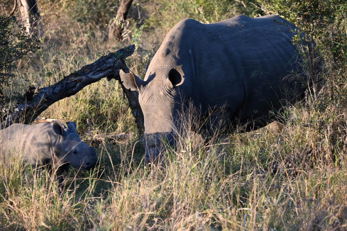 Mother rhino and her calf grazing in the wilderness