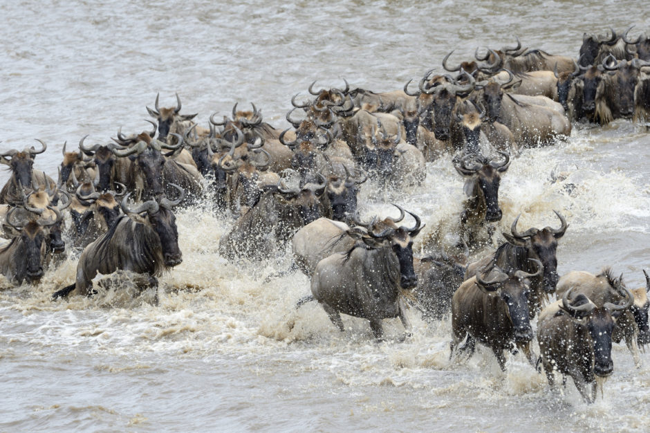 A spectacular Mara River crossing