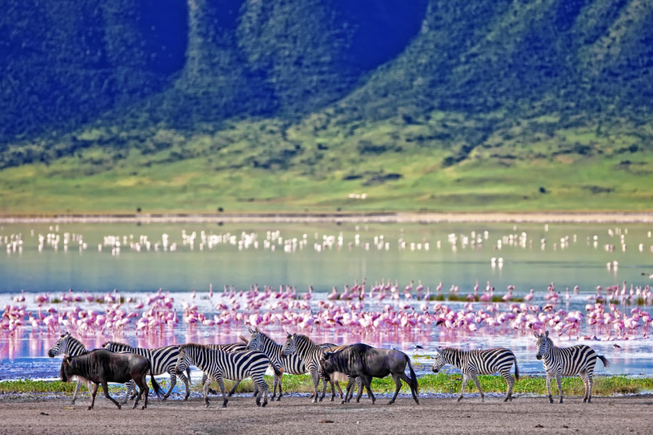 Gnus, Zebras und Flamingos im Ngorongorokrater, wunderbar kombinierbar mit der Great Migration