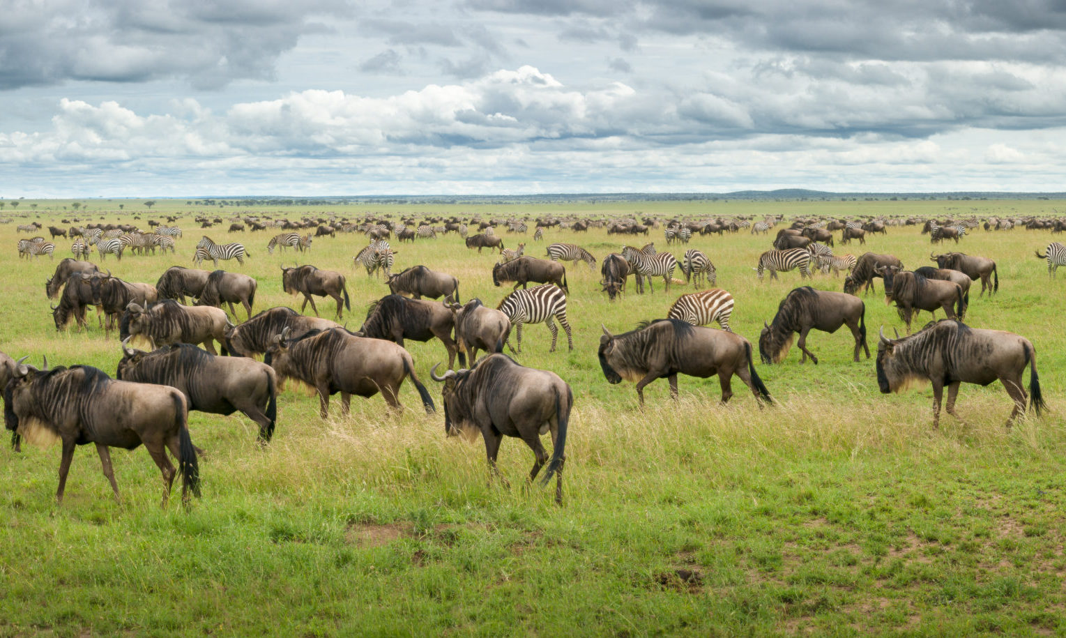 La Gran Migración moviéndose a través de las llanuras del Serengeti