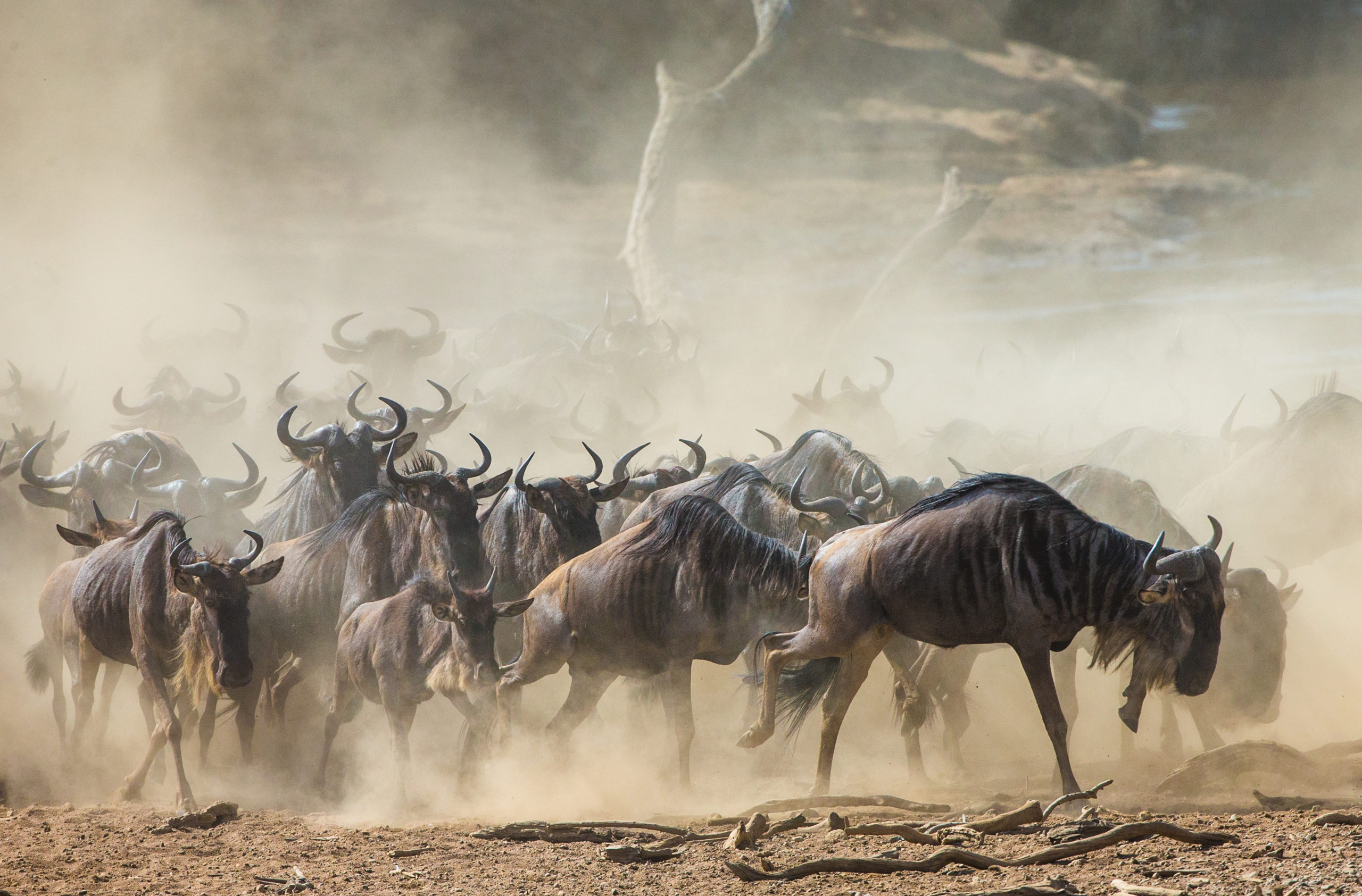 The Great Wildebeest Migration is often hailed as the 'the greatest show on Earth'