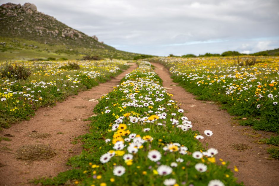 Selbstfahrer-Traum in Südafrika: Die West Coast nördlich von Kapstadt mit wilden Blumen