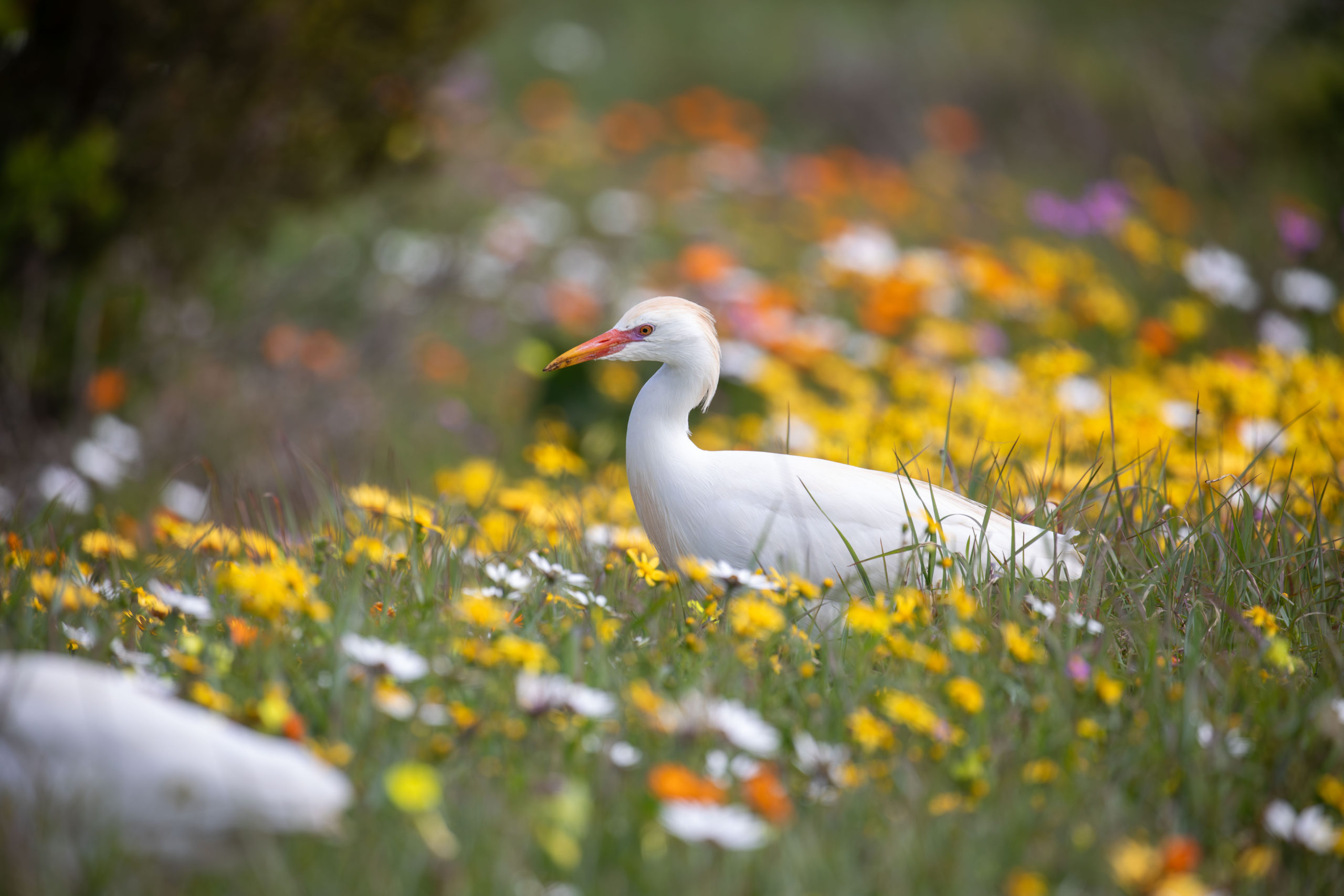 Bird walking through flowery grass