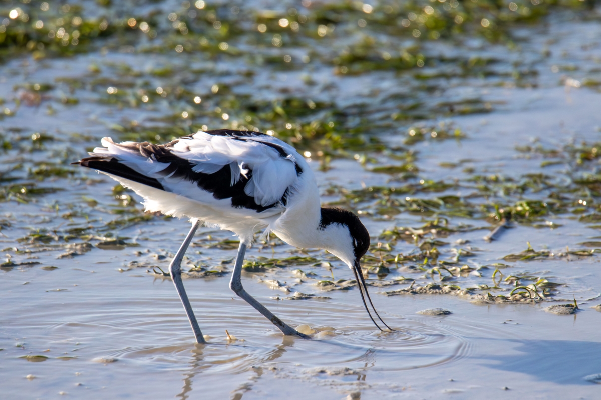 Water bird