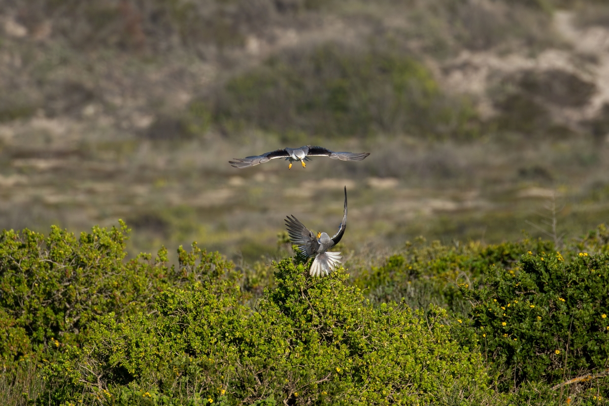 Birds flying at West Coast National Park